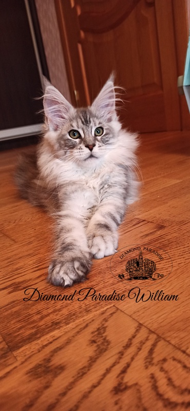 Diamond Paradise William - Kitten maine-coon 3 months 0.5 weeks
