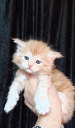 Diamond Paradise Wiksi - Kitten maine-coon 1 month