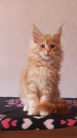Diamond Paradise Wiksi - Kitten maine-coon 2 months 3.5 weeks