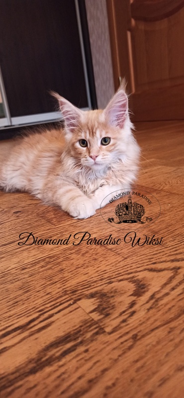 Diamond Paradise Wiksi - Kitten maine-coon 3 months 0.5 weeks