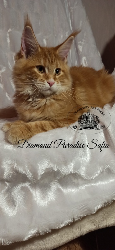 Diamond Paradise Sofia - Кошеня мейн-кун 3 місяця 3 тижні