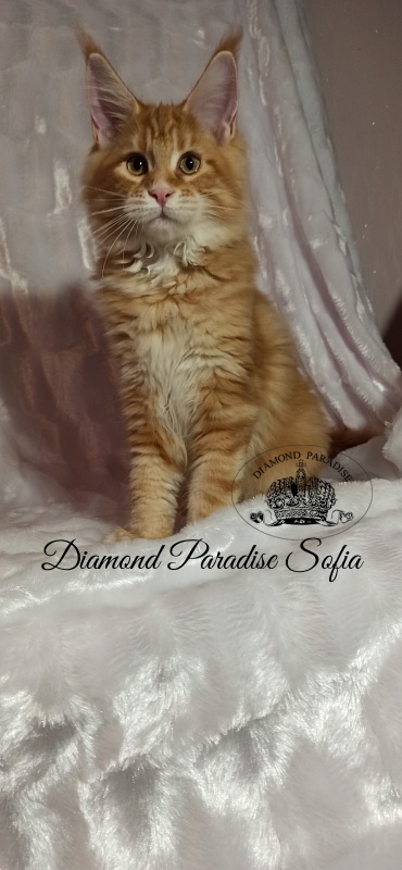 Diamond Paradise Sofia - Кошеня мейн-кун 3 місяця 3 тижні