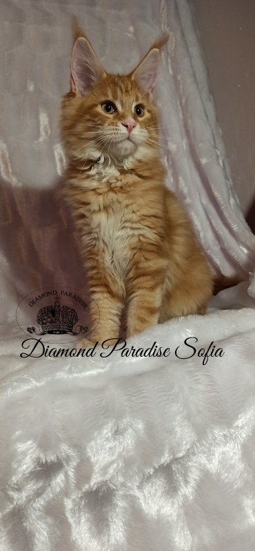 Diamond Paradise Sofia - Кошеня мейн-кун 3 місяця 3 тижні