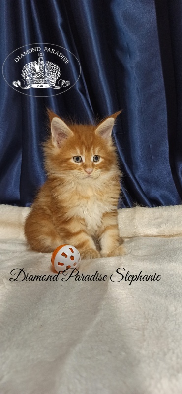 Diamond Paradise Stephanie - Котенок мейн-кун 1 месяц 1 неделя