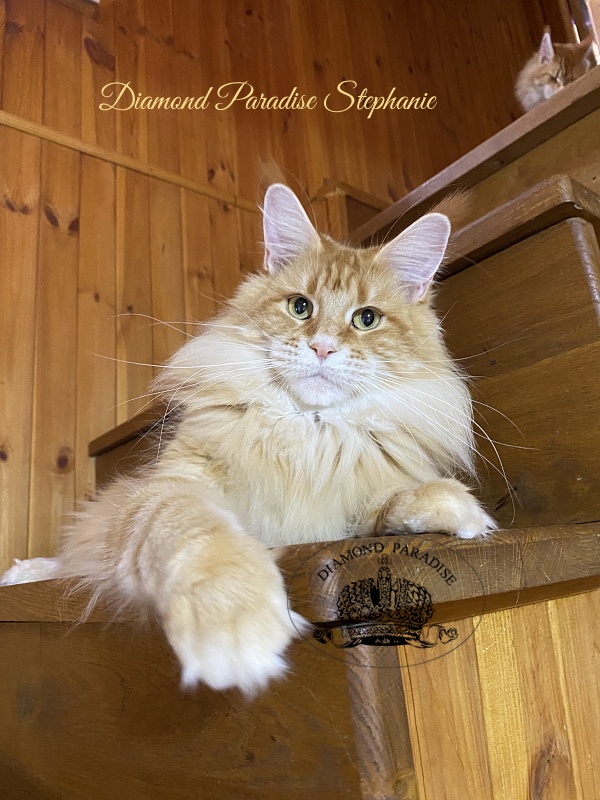Diamond Paradise Stephanie - Взрослый мейн-кун 2 года 9 месяцев 4 недели