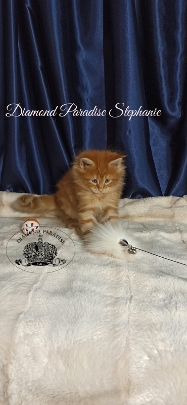 Diamond Paradise Stephanie - Котенок мейн-кун 1 месяц 1 неделя