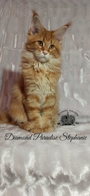 Diamond Paradise Stephanie - Котенок мейн-кун 3 месяца 3 недели