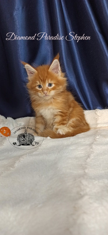 Diamond Paradise Stephen - Kitten maine-coon 1 month 1 week