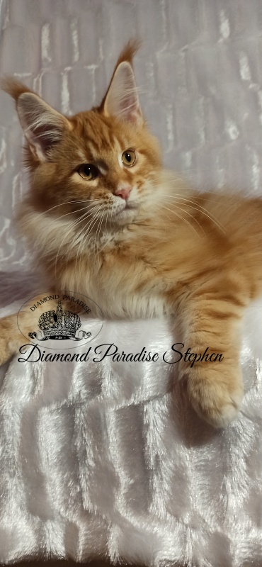 Diamond Paradise Stephen - Kitten maine-coon 3 months 3 weeks