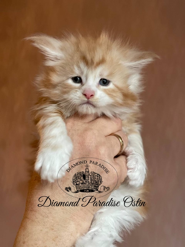 Diamond Paradise Ostin - Кошеня мейн-кун 1 місяць 0,5 тижнів