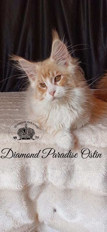 Diamond Paradise Ostin - Кошеня мейн-кун 3 місяця 3,5 тижні