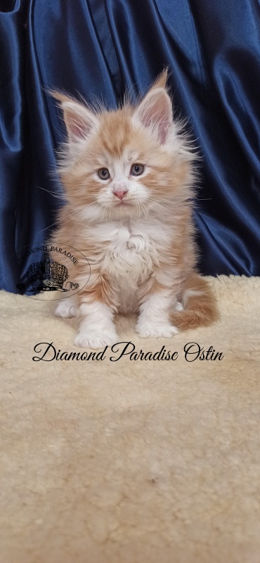 Diamond Paradise Ostin - Кошеня мейн-кун 1 місяць 2,5 тижні
