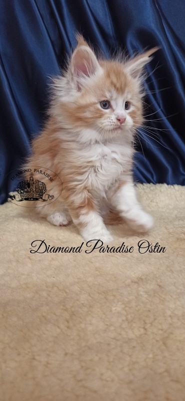 Diamond Paradise Ostin - Кошеня мейн-кун 1 місяць 2,5 тижні