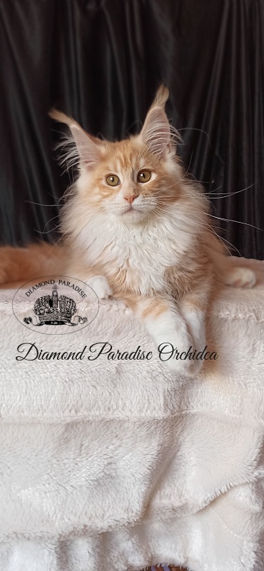 Diamond Paradise Orchidea - Kitten maine-coon 3 months 3.5 weeks