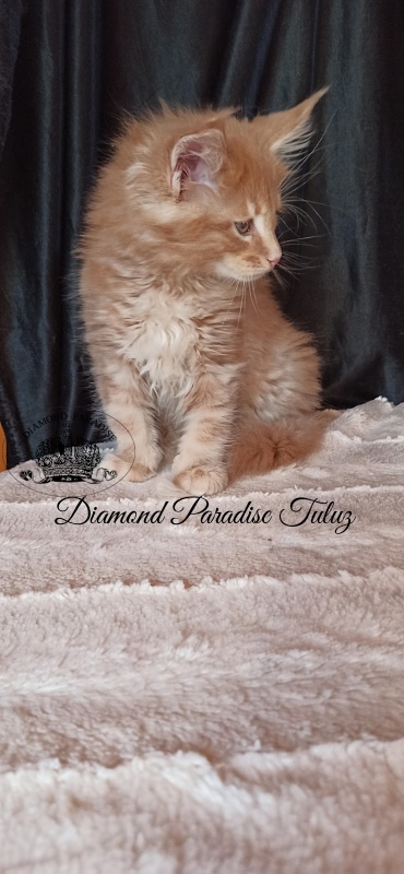 Diamond Paradise Tuluz - Кошеня мейн-кун 1 місяць 3 тижні