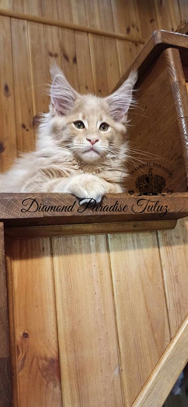 Diamond Paradise Tuluz - Кошеня мейн-кун 2 місяця 2 тижні