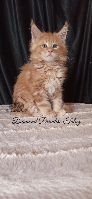 Diamond Paradise Tuluz - Кошеня мейн-кун 1 місяць 3 тижні