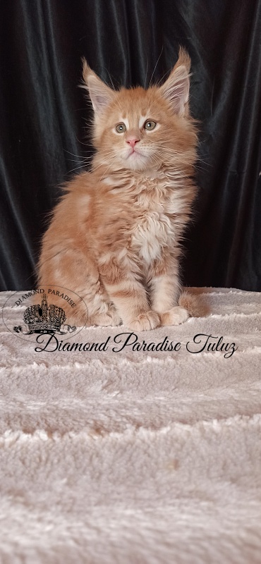 Diamond Paradise Tuluz - Кошеня мейн-кун 1 місяць 3 тижні