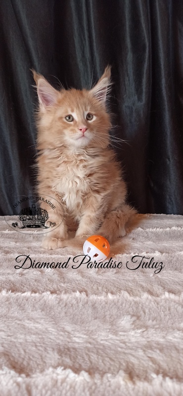 Diamond Paradise Tuluz - Кошеня мейн-кун 1 місяць 3 тижні
