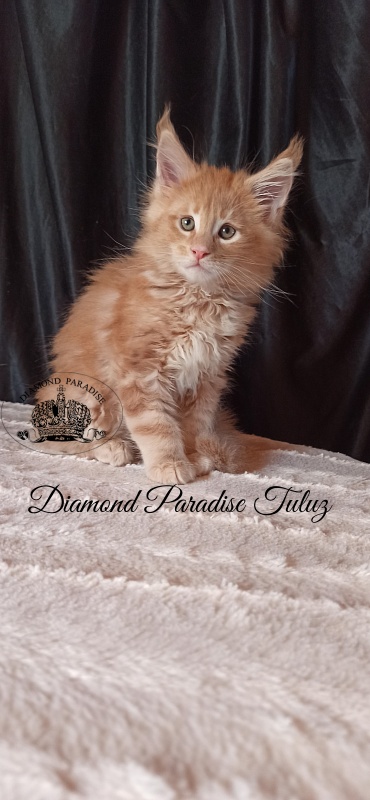 Diamond Paradise Tuluz - Кошеня мейн-кун 1 місяць 3 тижні