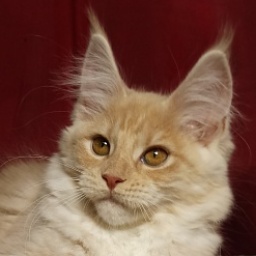 Diamond Paradise Zille Freya