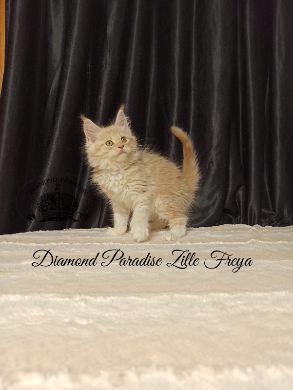 Diamond Paradise Zille Freya - Kitten maine-coon 2 months