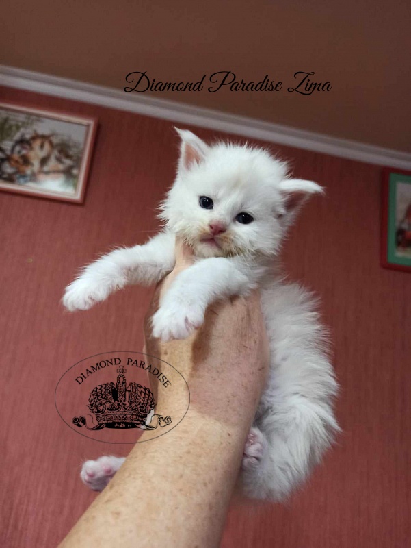 Diamond Paradise Zima - Кошеня мейн-кун 3,5 тижні