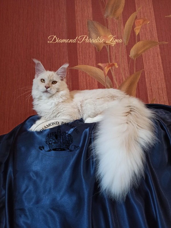 Diamond Paradise Zima - Юніор мейн-кун 7 місяців 3 тижні