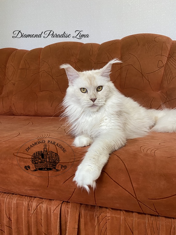 Diamond Paradise Zima - Adult maine-coon 2 years 9 months 2.5 weeks