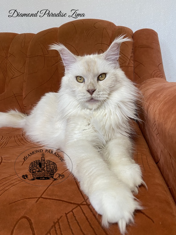Diamond Paradise Zima - Adult maine-coon 2 years 9 months 2.5 weeks