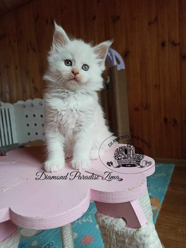 Diamond Paradise Zima - Кошеня мейн-кун 1 місяць 2 тижні