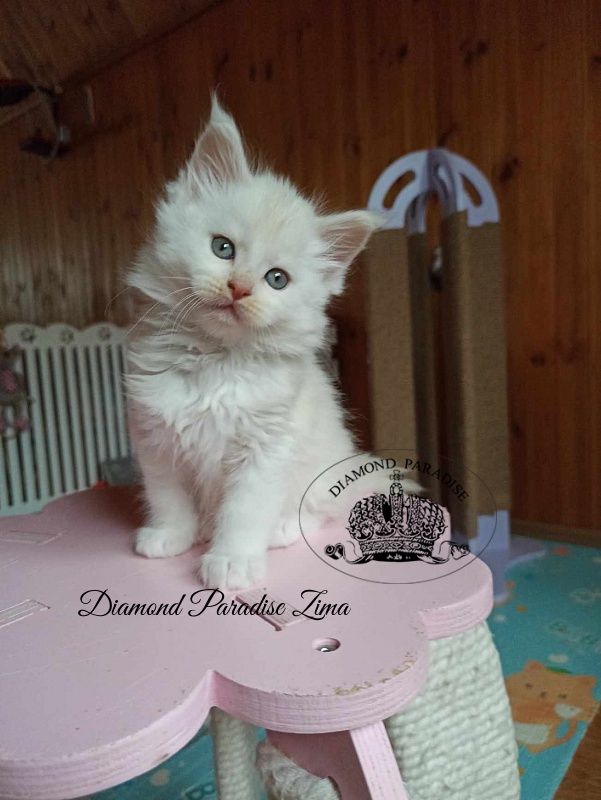 Diamond Paradise Zima - Кошеня мейн-кун 1 місяць 2 тижні