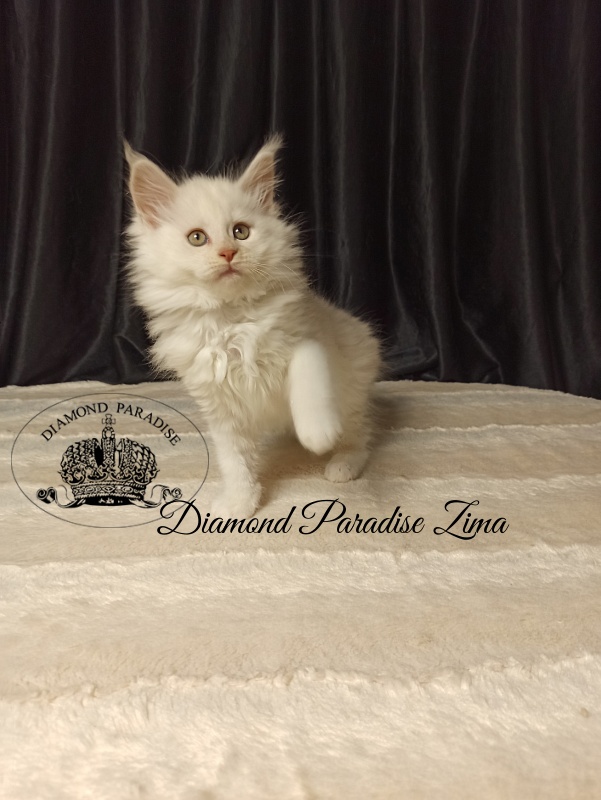 Diamond Paradise Zima - Кошеня мейн-кун 2 місяця