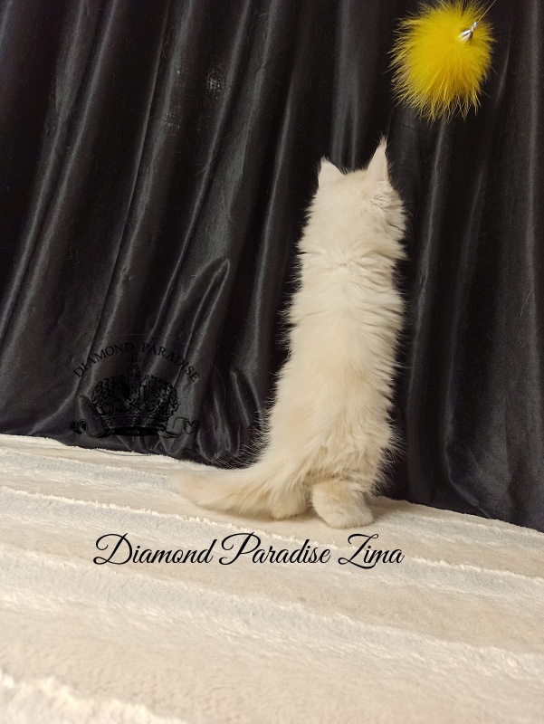 Diamond Paradise Zima - Кошеня мейн-кун 2 місяця