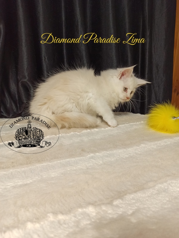 Diamond Paradise Zima - Кошеня мейн-кун 2 місяця