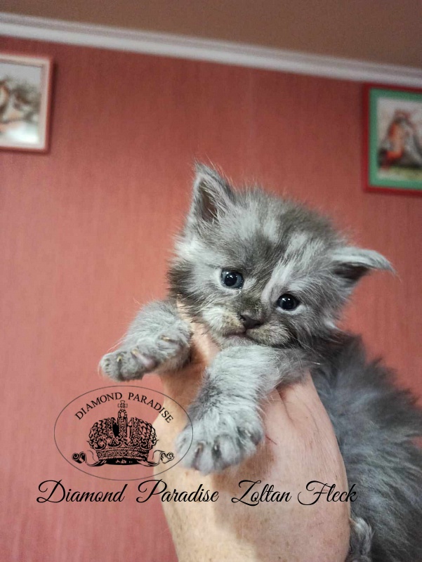 Diamond Paradise Zoltan Fleck - Kitten maine-coon 3.5 weeks