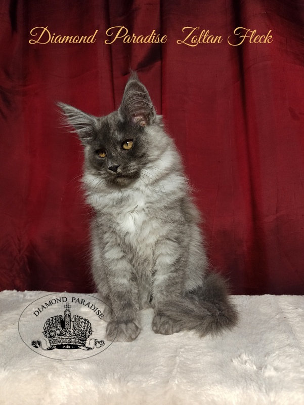 Diamond Paradise Zoltan Fleck - Kitten maine-coon 3 months 1 week