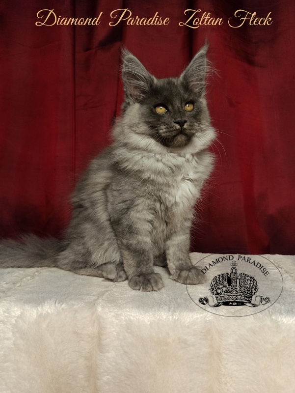 Diamond Paradise Zoltan Fleck - Kitten maine-coon 3 months 1 week