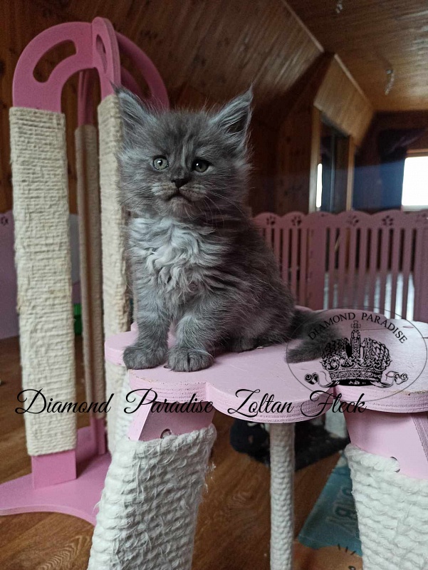 Diamond Paradise Zoltan Fleck - Kitten maine-coon 1 month 2 weeks