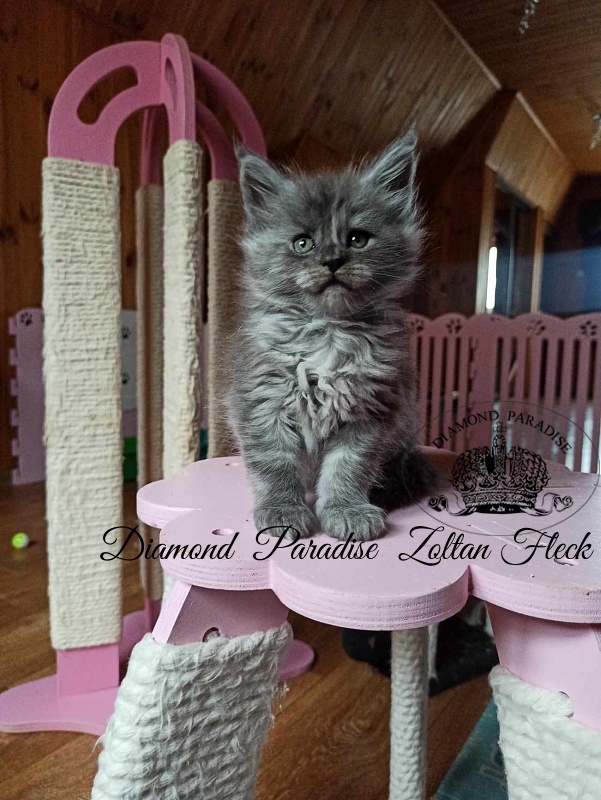 Diamond Paradise Zoltan Fleck - Kitten maine-coon 1 month 2 weeks