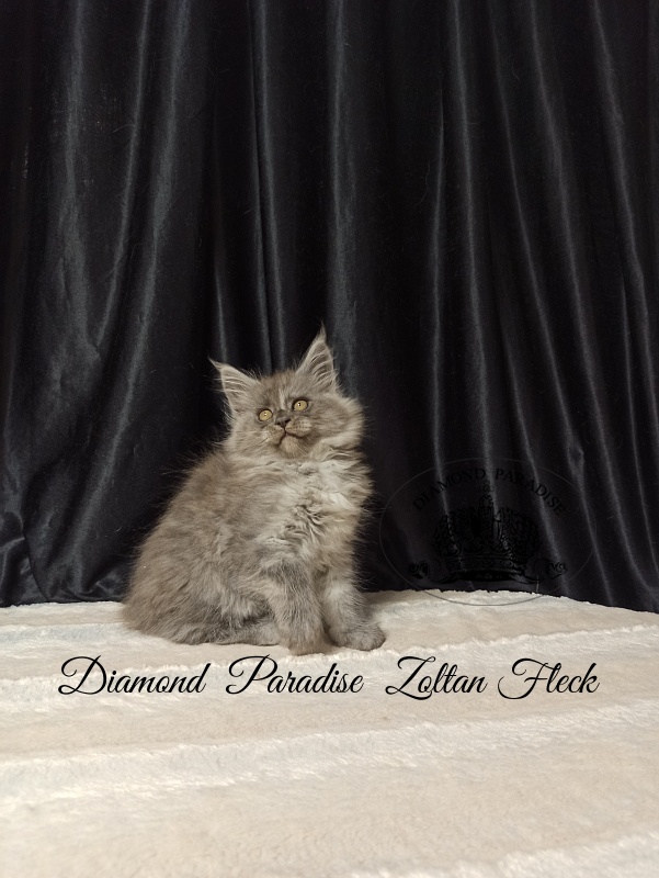 Diamond Paradise Zoltan Fleck - Kitten maine-coon 2 months