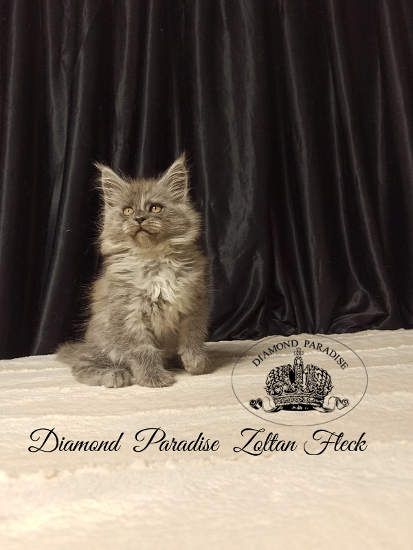 Diamond Paradise Zoltan Fleck - Kitten maine-coon 2 months