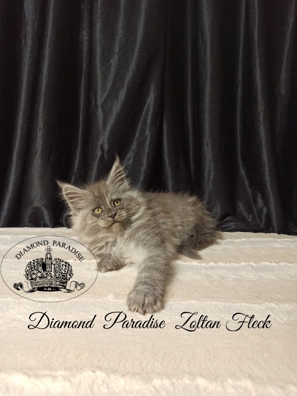 Diamond Paradise Zoltan Fleck - Kitten maine-coon 2 months