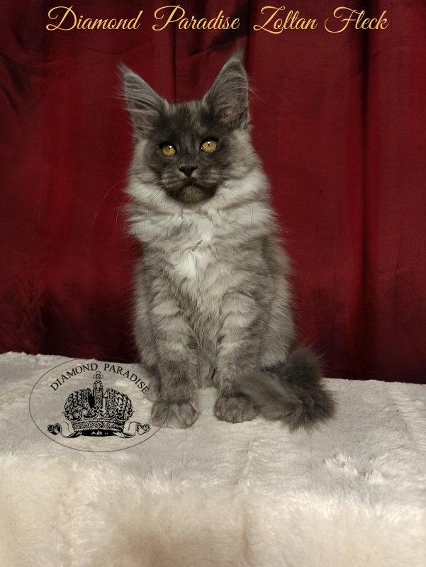 Diamond Paradise Zoltan Fleck - Kitten maine-coon 3 months 1 week
