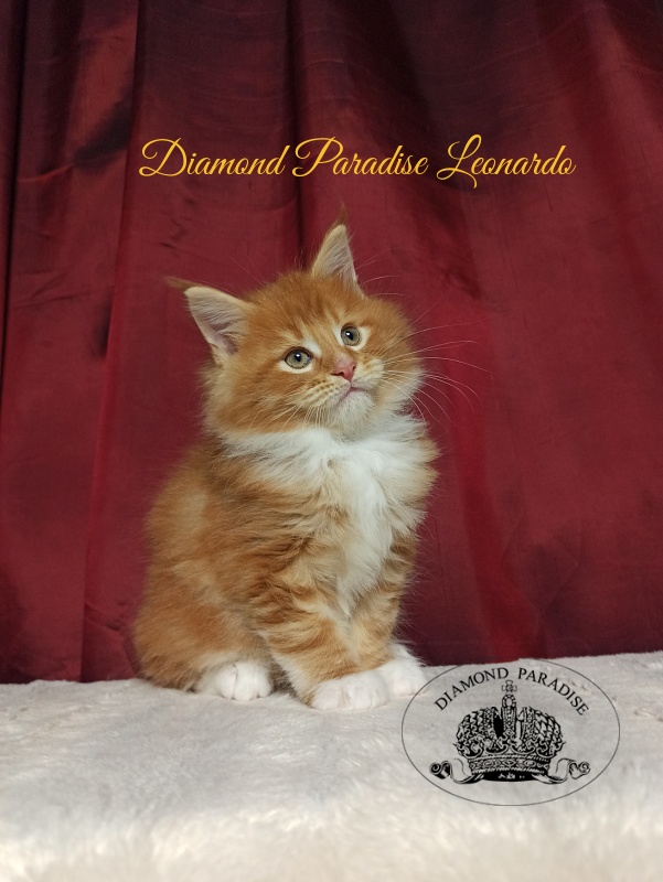 Diamond Paradise Leonardo - Kitten maine-coon 1 month 2.5 weeks