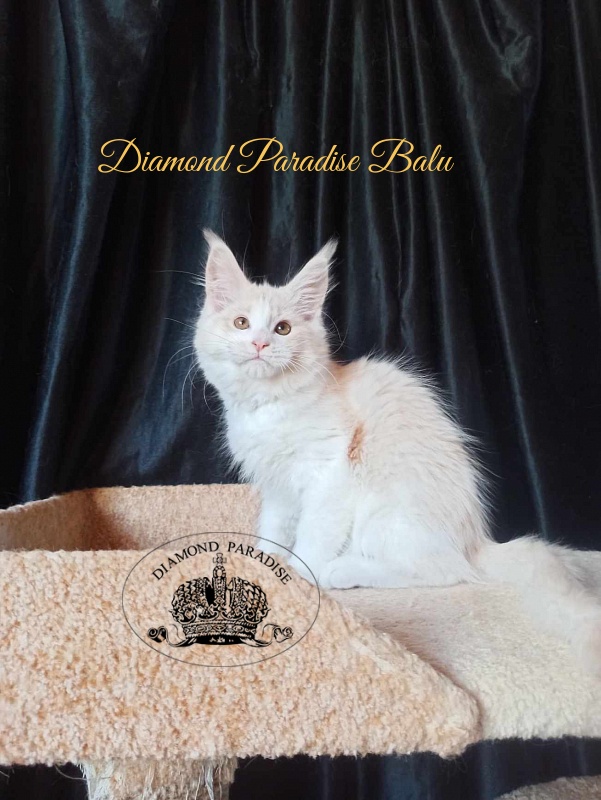 Diamond Paradise Balu - Кошеня мейн-кун 3 місяця