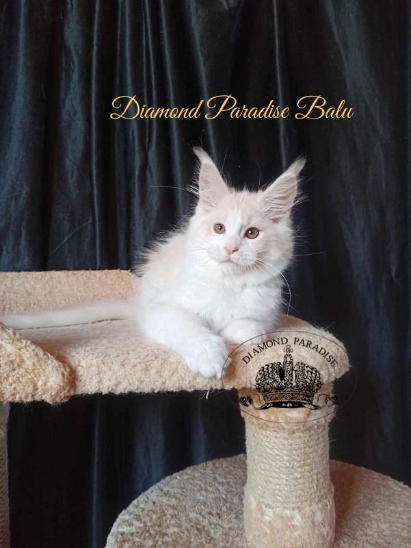 Diamond Paradise Balu - Кошеня мейн-кун 3 місяця