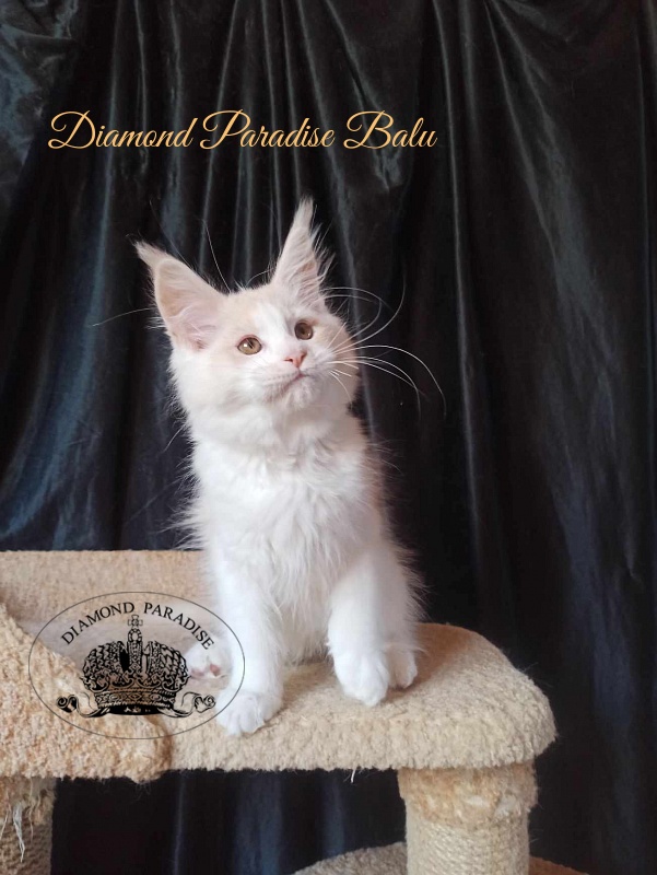Diamond Paradise Balu - Кошеня мейн-кун 3 місяця