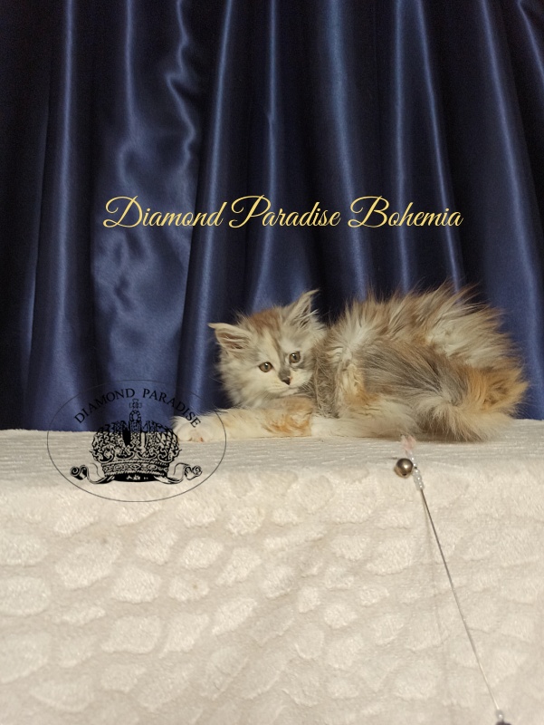 Diamond Paradise Bohemia - Kitten maine-coon 2 months