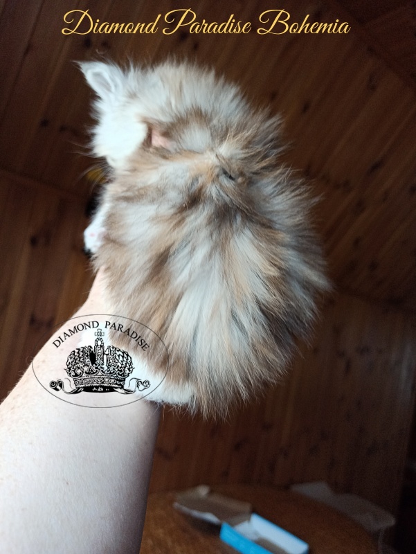 Diamond Paradise Bohemia - Kitten maine-coon 1 month